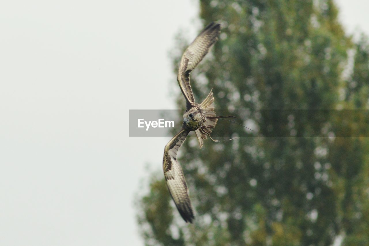 Close-up of spider