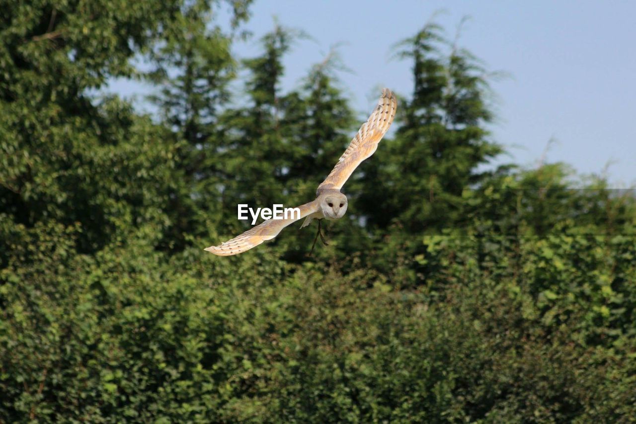 View of flying owl with spread wings