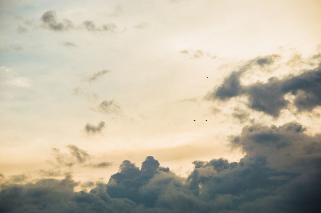 LOW ANGLE VIEW OF BIRDS FLYING IN SKY