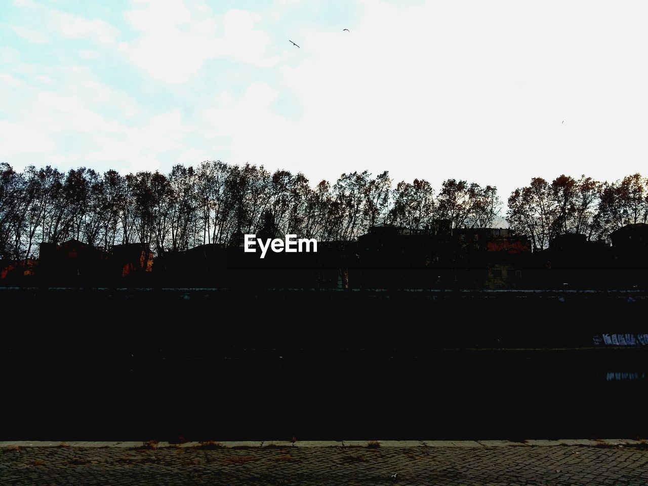 VIEW OF TREES AGAINST SKY