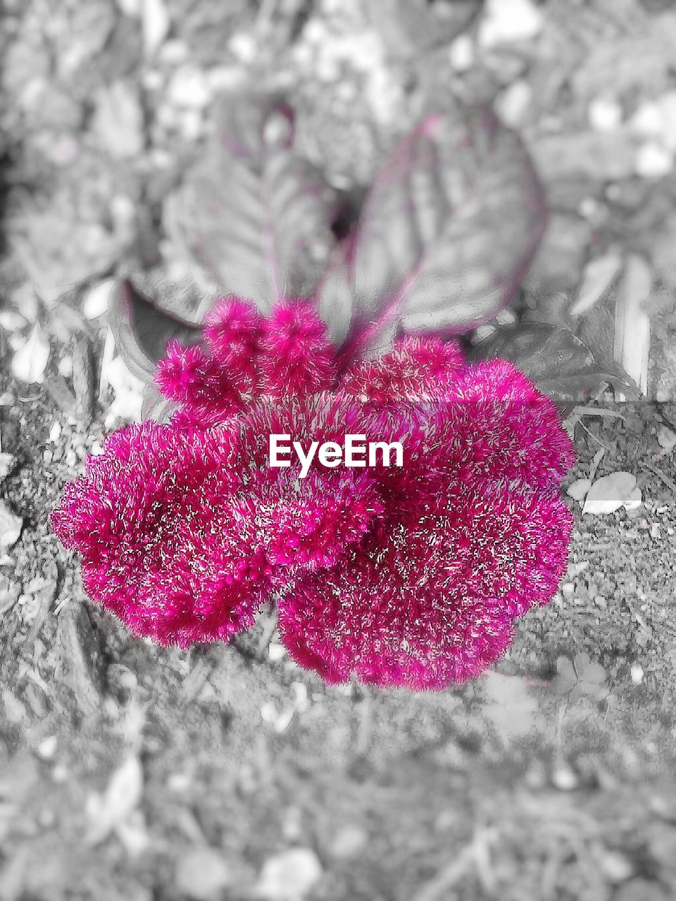 CLOSE-UP OF RED FLOWER