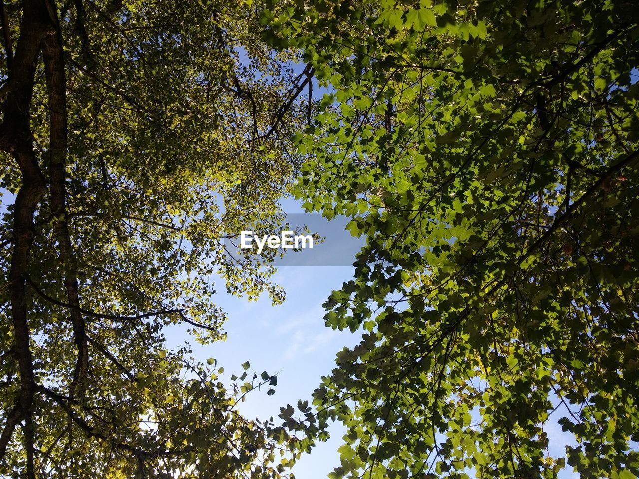 LOW ANGLE VIEW OF TREES AGAINST SKY