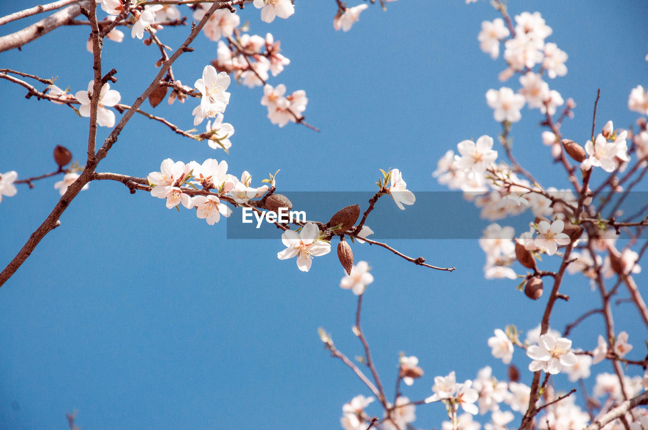 Low angle view of cherry blossom against sky