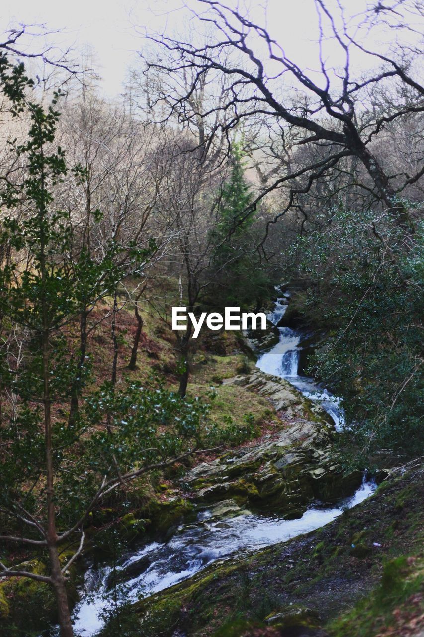 BARE TREES IN FOREST
