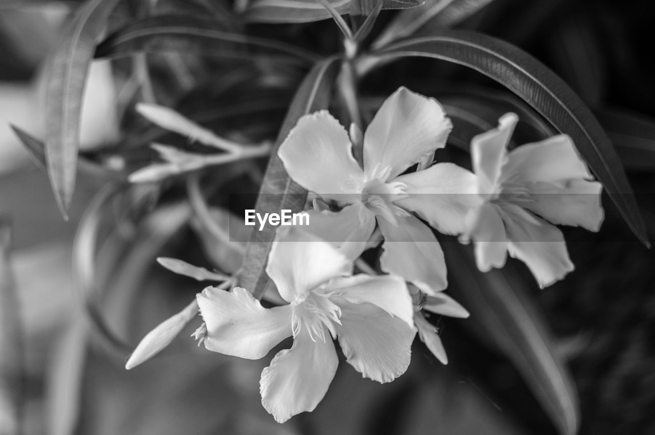 CLOSE-UP OF WHITE FLOWERS BLOOMING