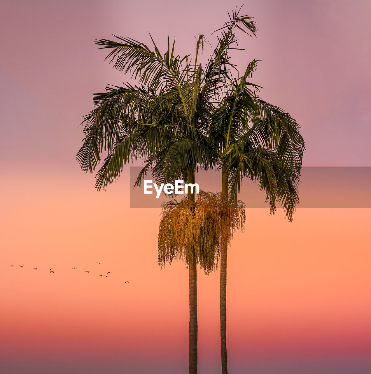 Silhouette palm tree against sky during sunset