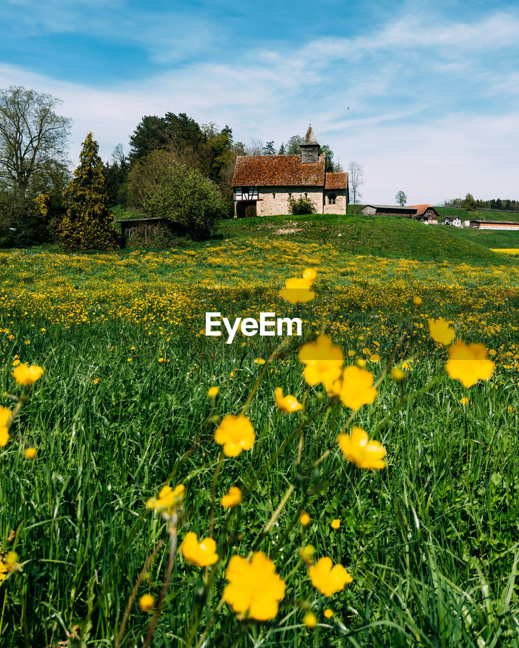 yellow flowers growing in field