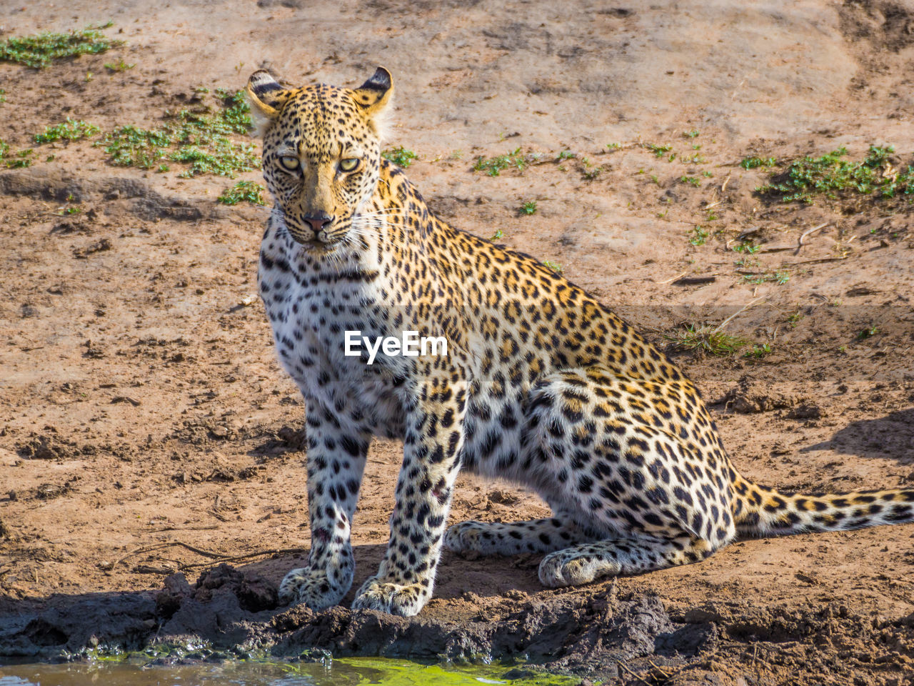 Portrait of young leopard looking at camera at kruger national park, south africa