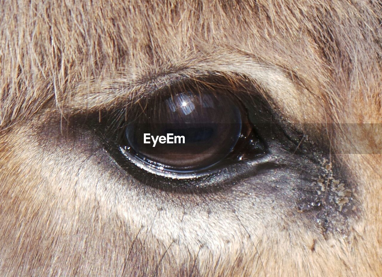 Extreme close-up of animal eye