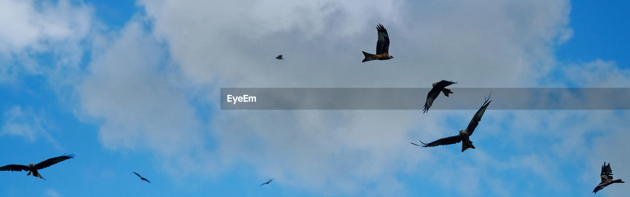 LOW ANGLE VIEW OF BIRDS FLYING IN THE SKY
