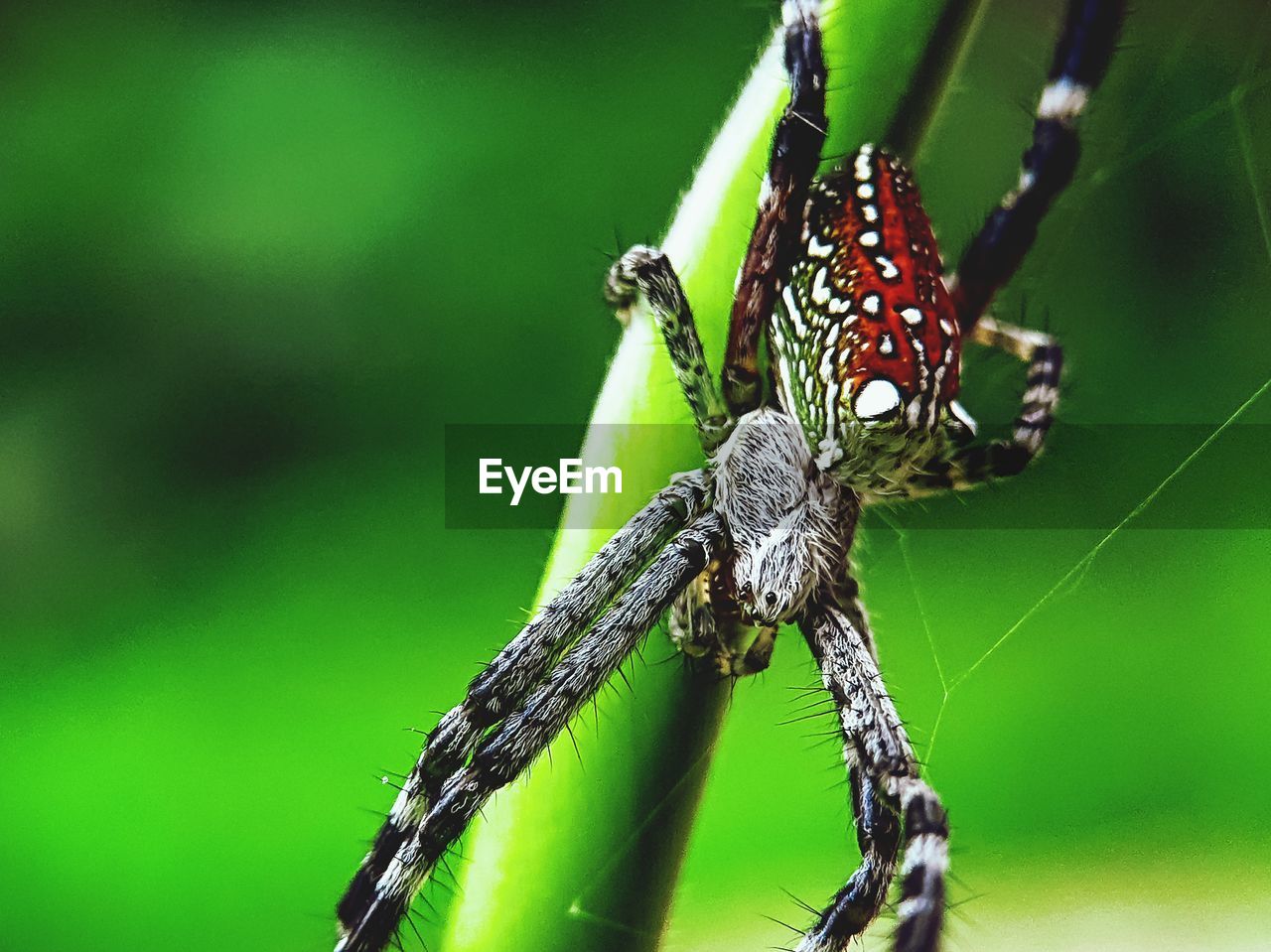 close-up of spider on leaf