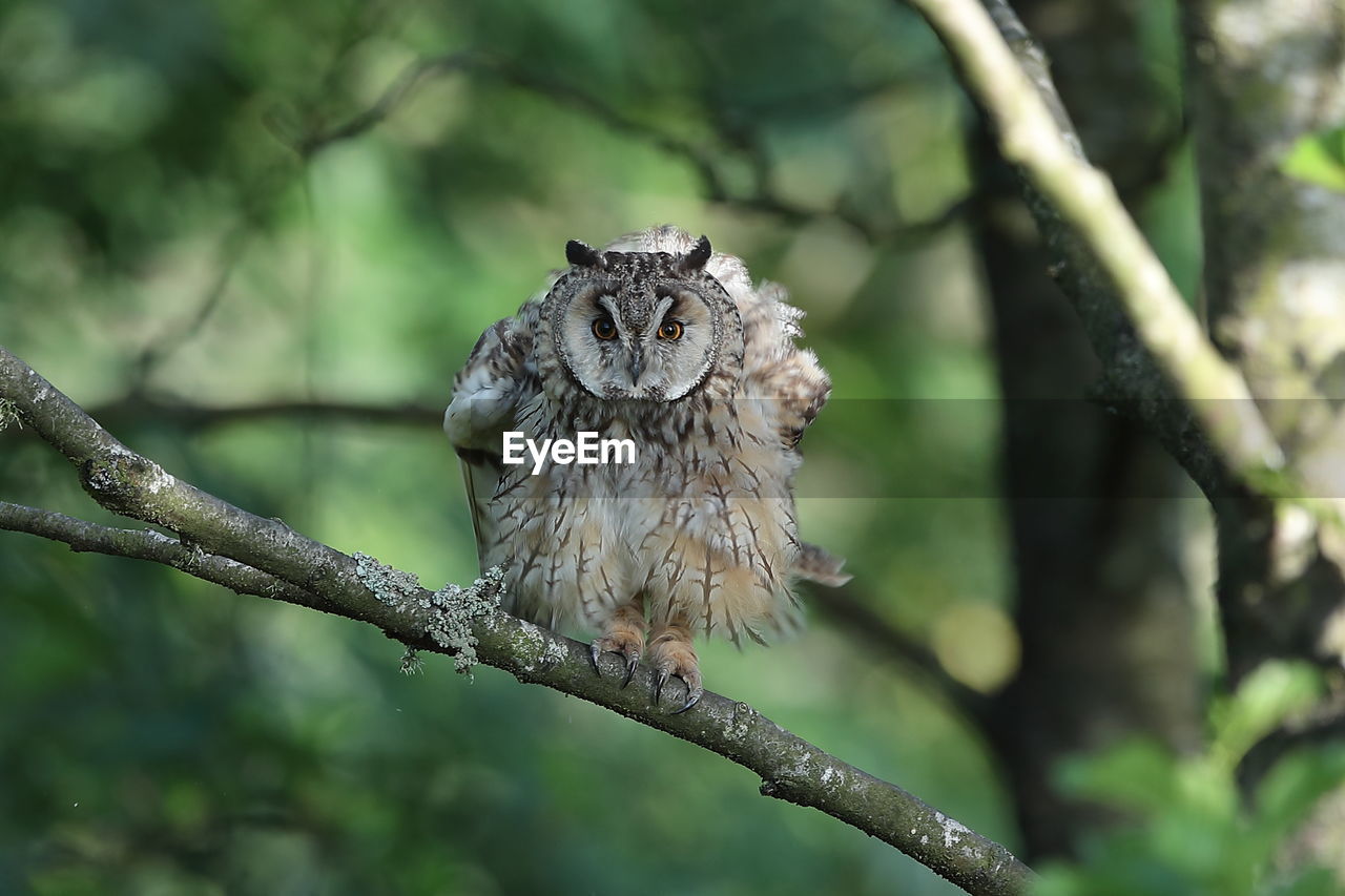 Longeared owl early morning 