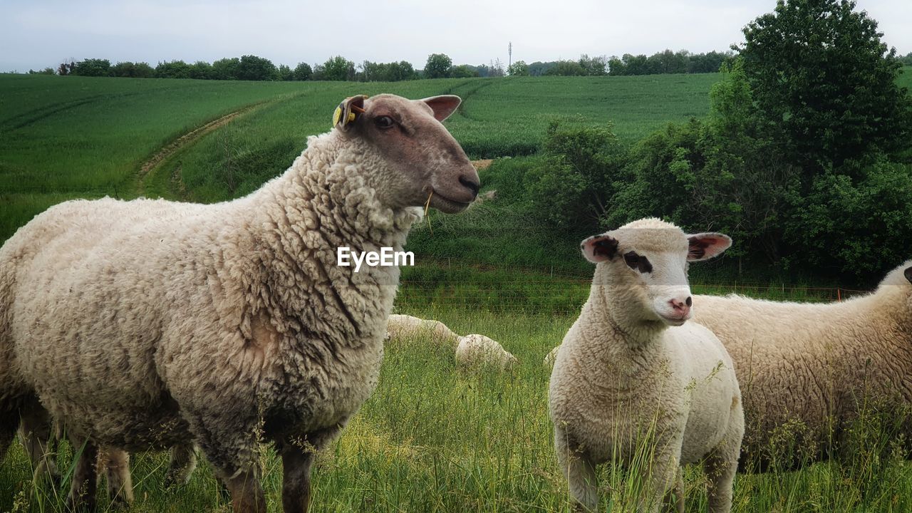 SHEEP STANDING ON FIELD