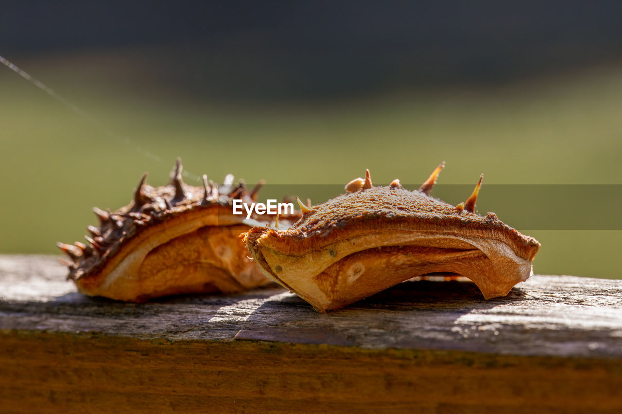 Close-up of dry chestnut shell on table