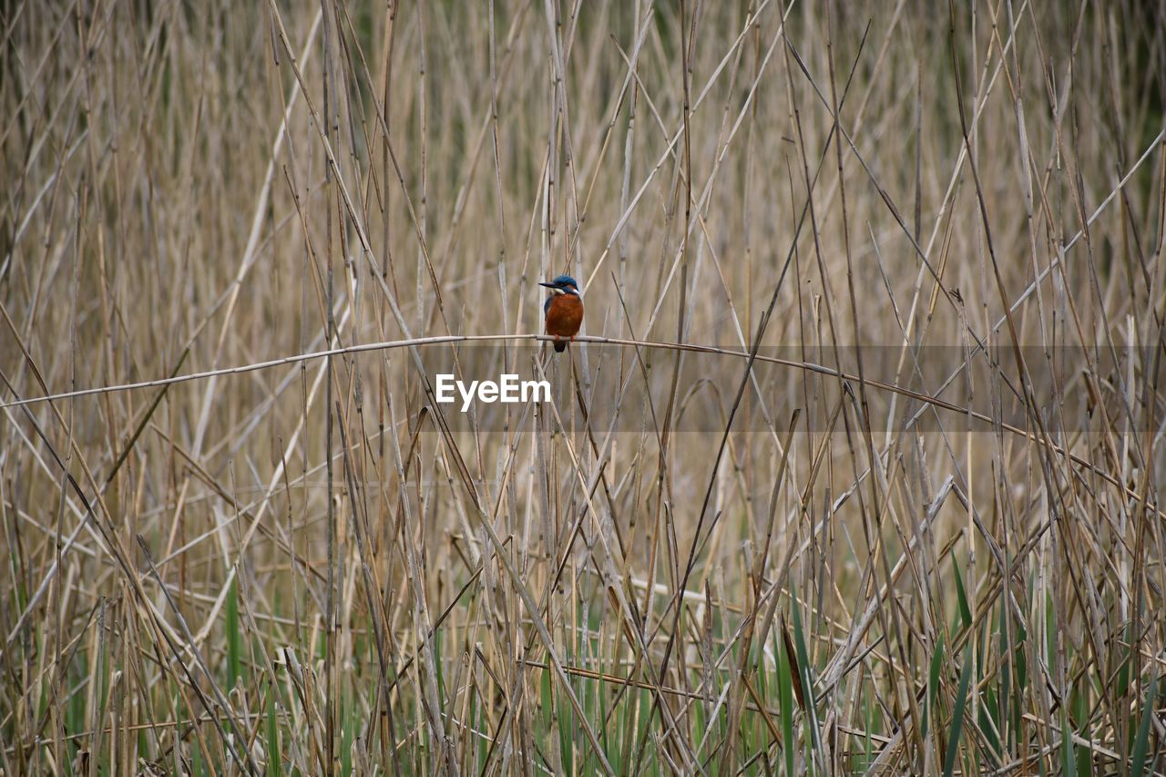 Close-up of bird perching on grass