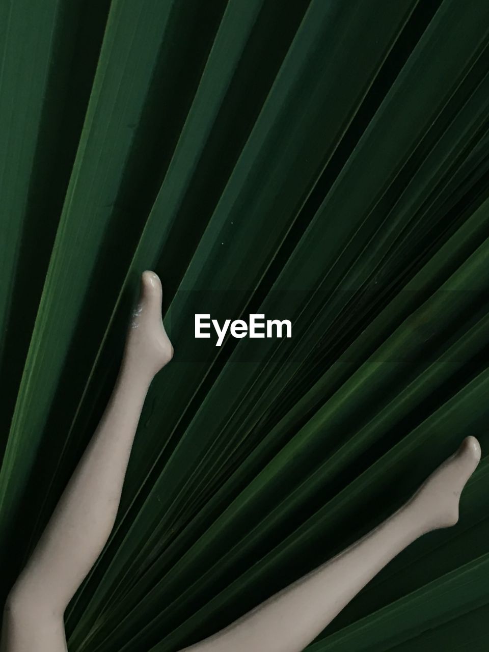 Close-up of doll's legs on a large diameter green palm leaf background