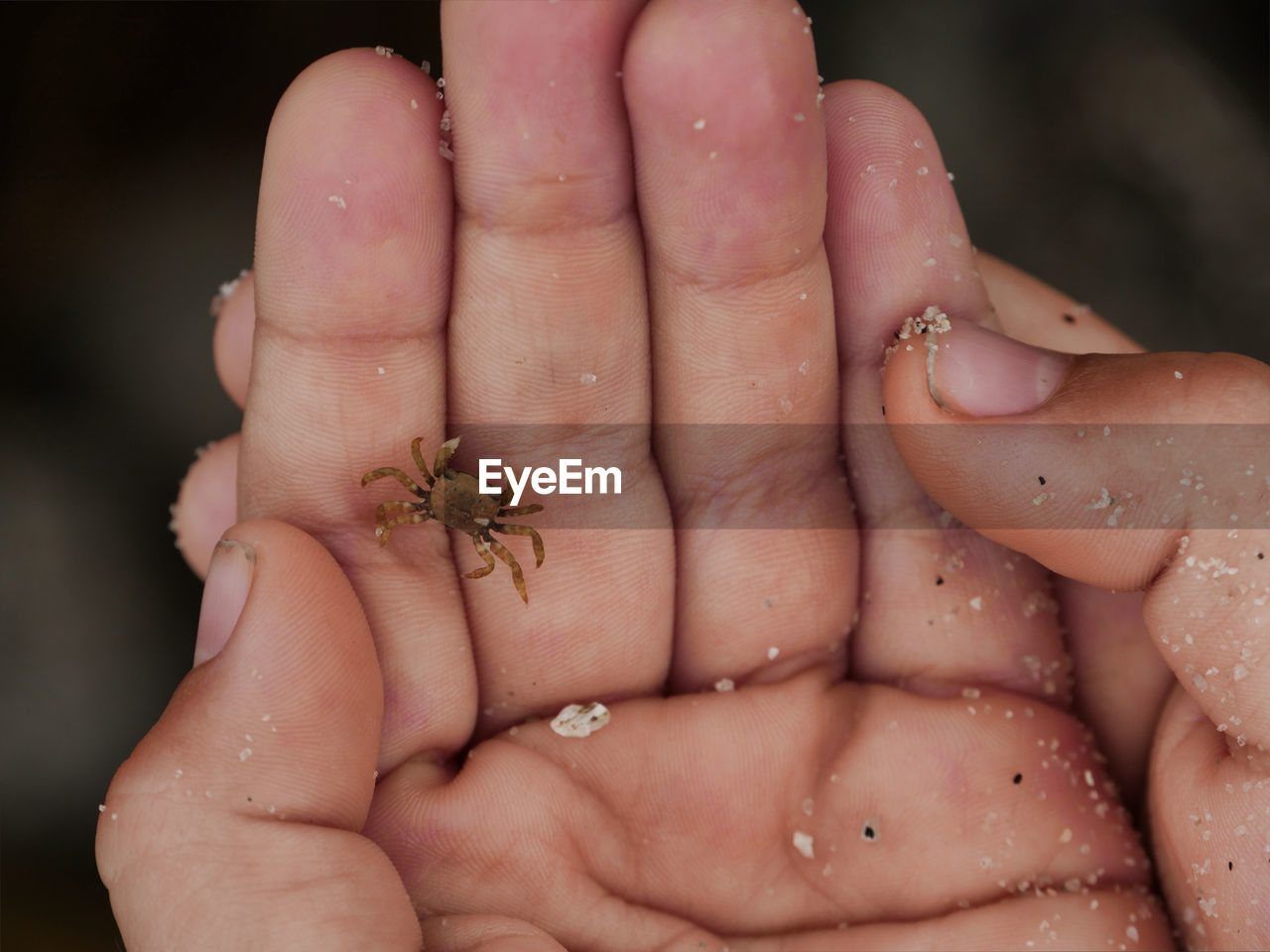 CLOSE-UP OF A HAND HOLDING CRAB