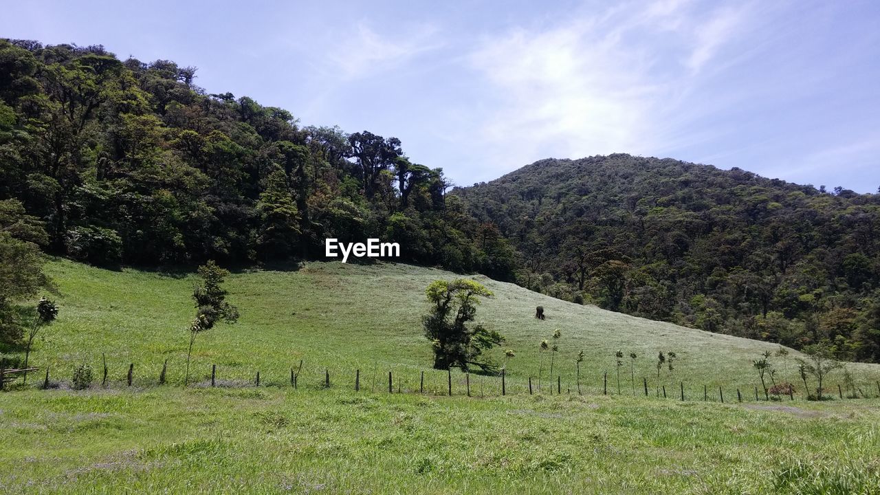 SCENIC VIEW OF GREEN LANDSCAPE AGAINST SKY