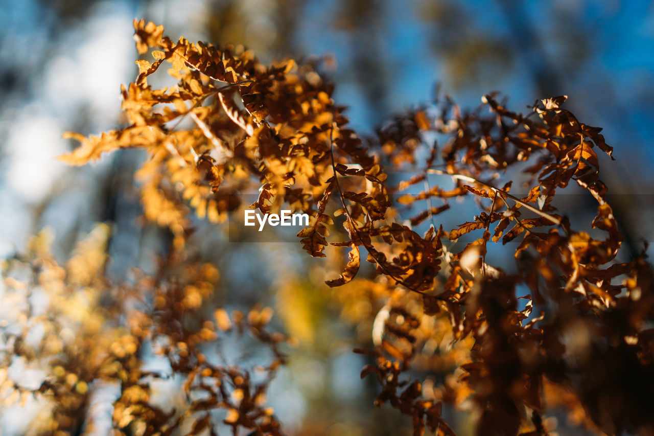 Close-up of dry leaves on tree during winter