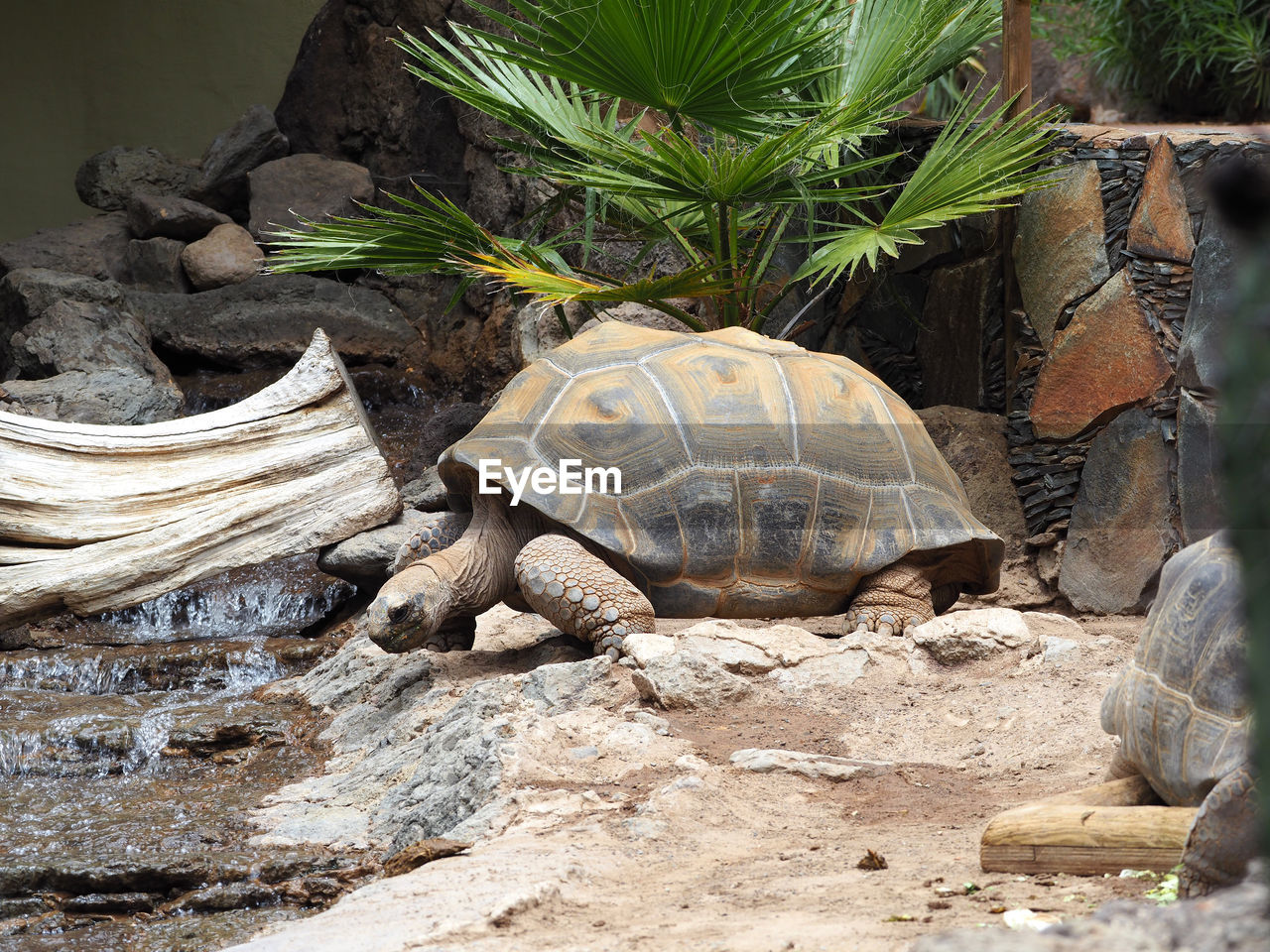 Turtle on rock