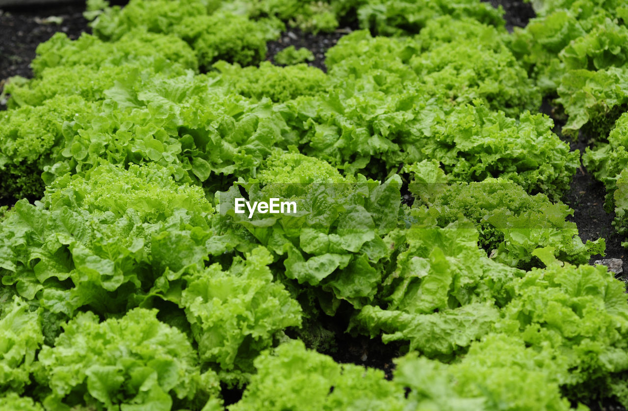 Lettuce cultivation and salad growing in agricultural production of food