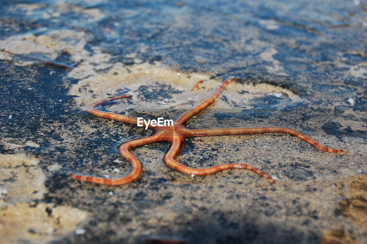 High angle view of starfish at beach