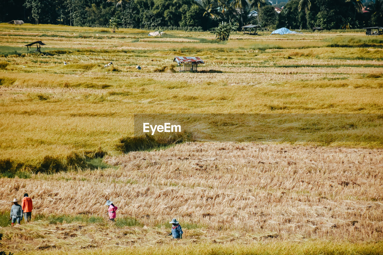 people walking on grassy field