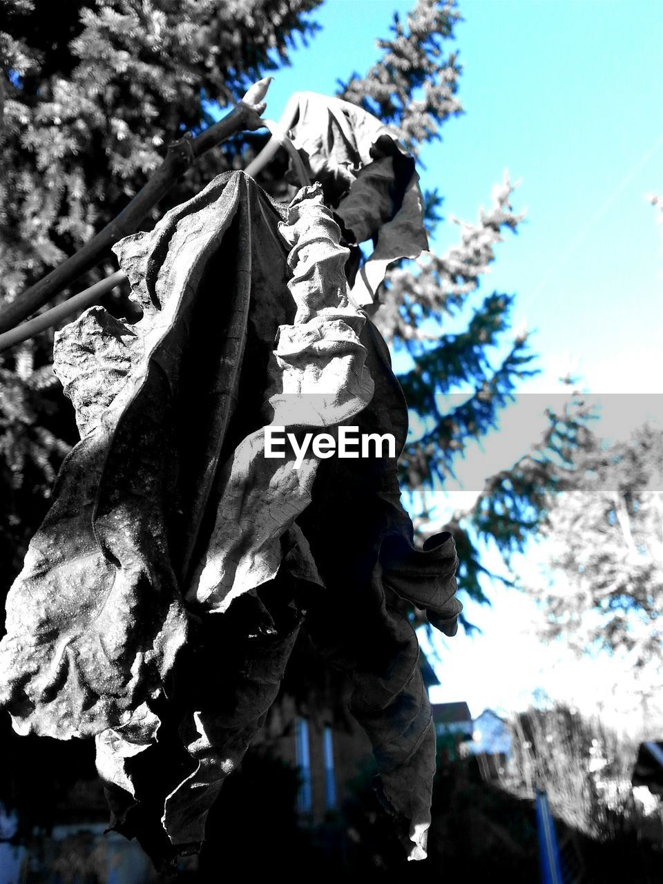 LOW ANGLE VIEW OF TREE