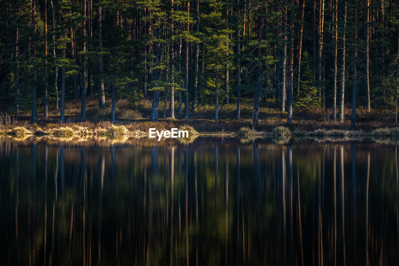 A beautiful reflections of a spring trees on the forest lake water surface. 