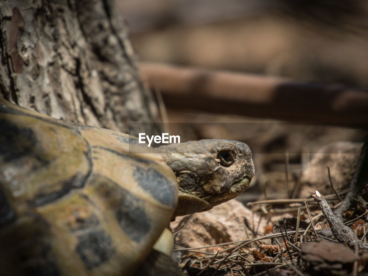 CLOSE-UP OF TORTOISE