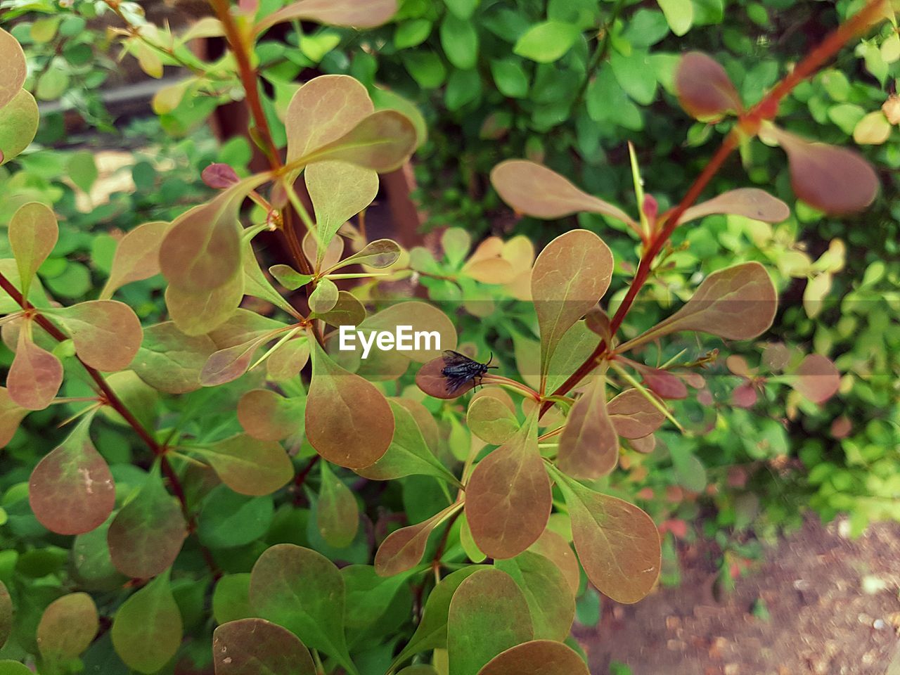 PLANT GROWING ON TREE TRUNK