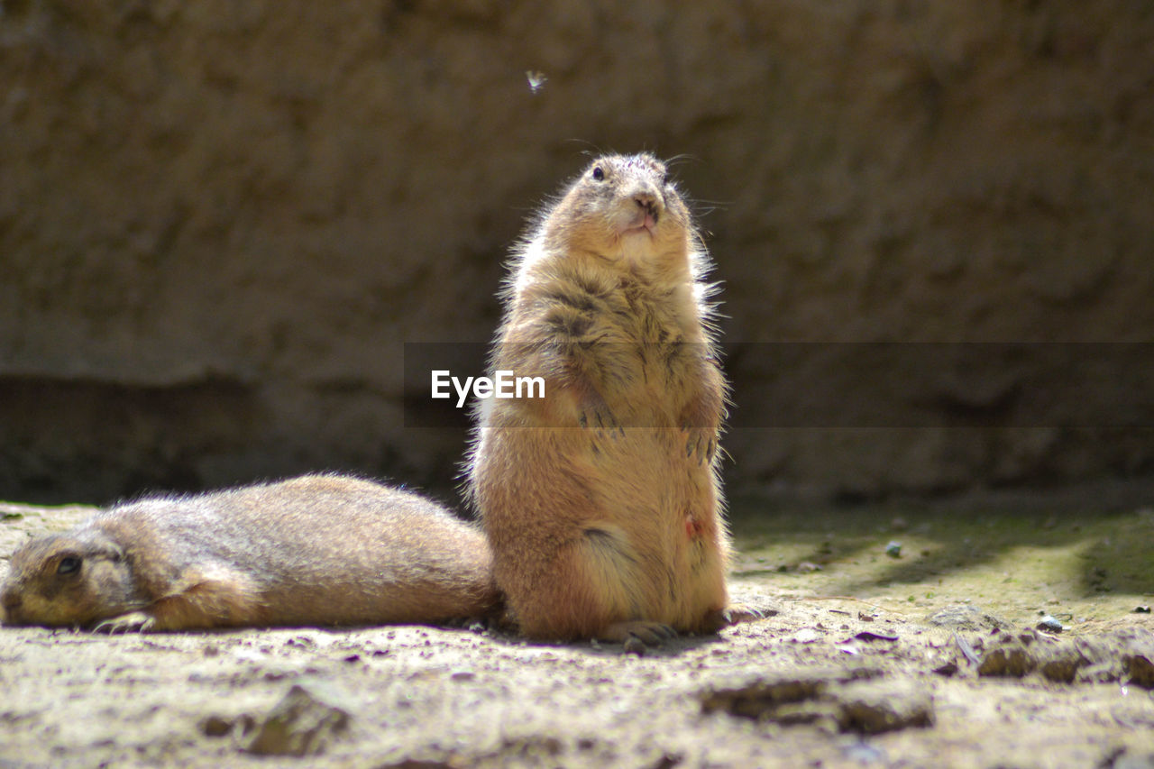 CLOSE-UP OF MEERKAT