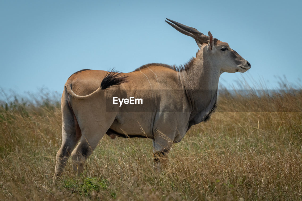 Common eland stands in grass flicking tail