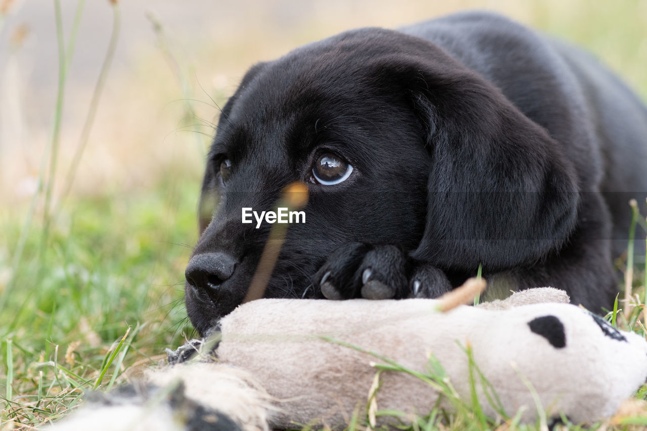 Cute portrait of an 8 week old black labrador puppy sitting on the grass with it's favourite toy