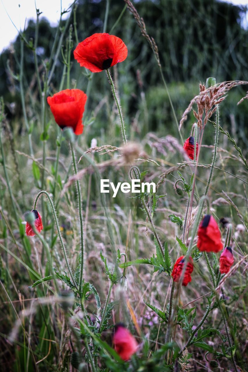CLOSE-UP OF RED POPPY FLOWERS