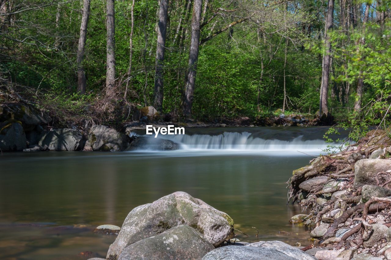 Scenic view of river flowing in forest