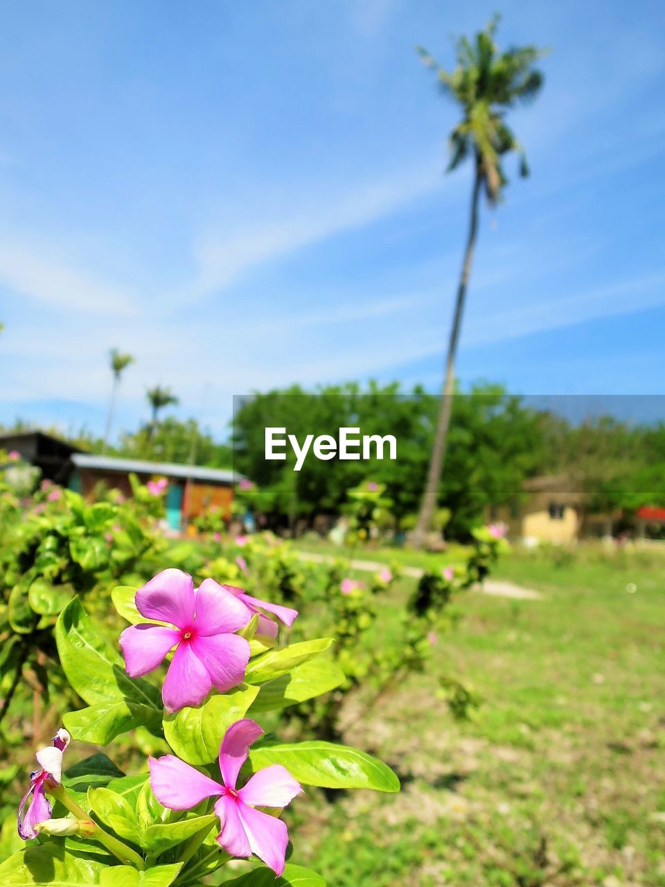 CLOSE-UP OF PINK FLOWERS BLOOMING AT PARK