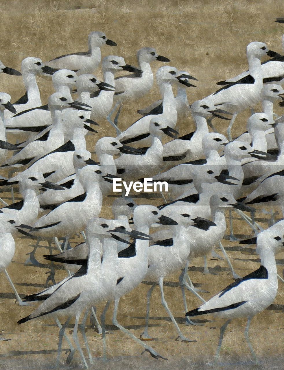 HIGH ANGLE VIEW OF BIRDS ON THE LAND