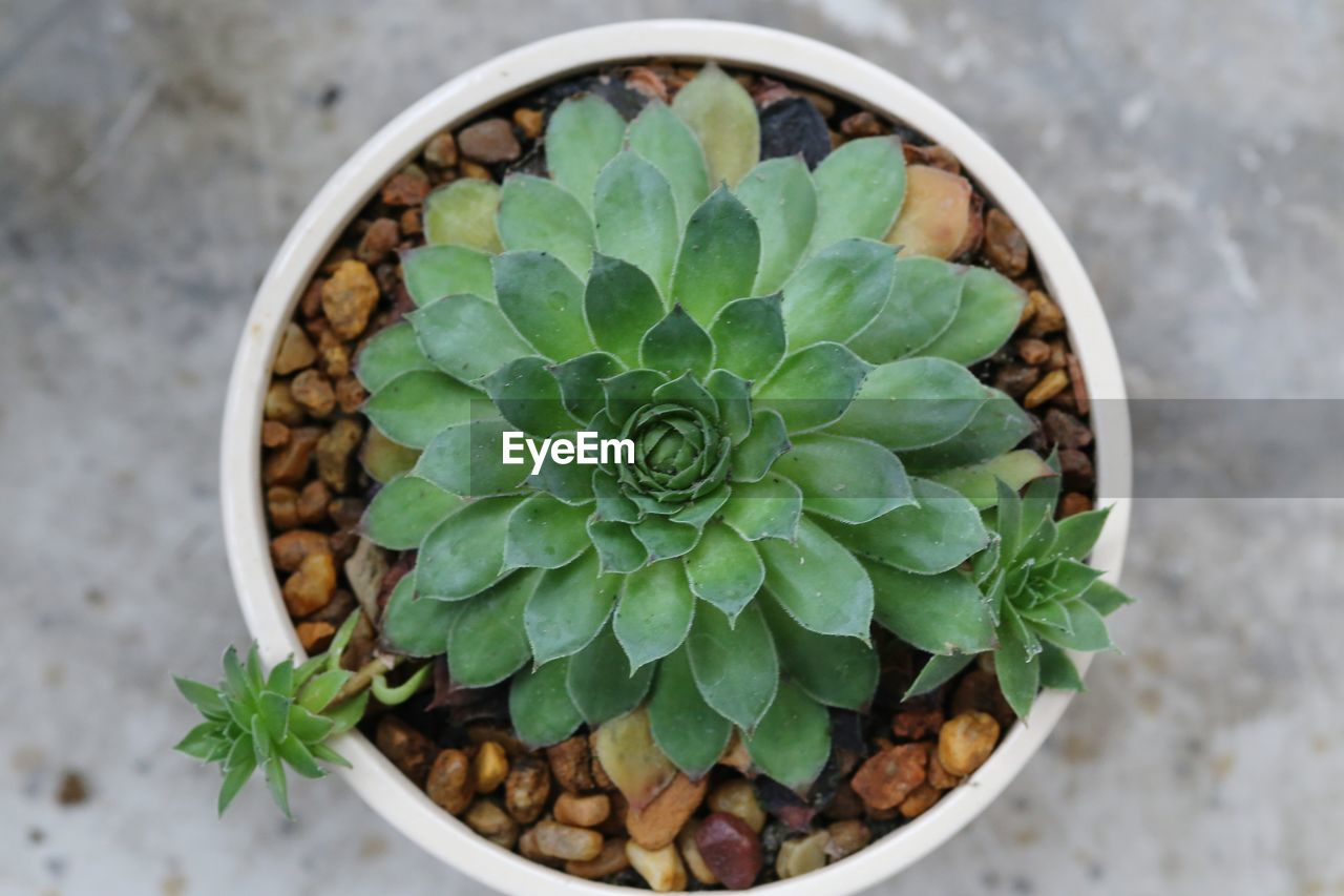 HIGH ANGLE VIEW OF SUCCULENT PLANT ON PEBBLES