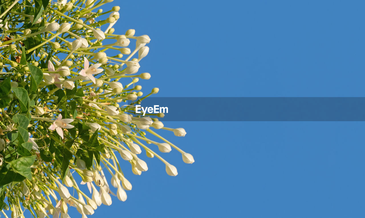 Low angle view of flowering plant against blue sky