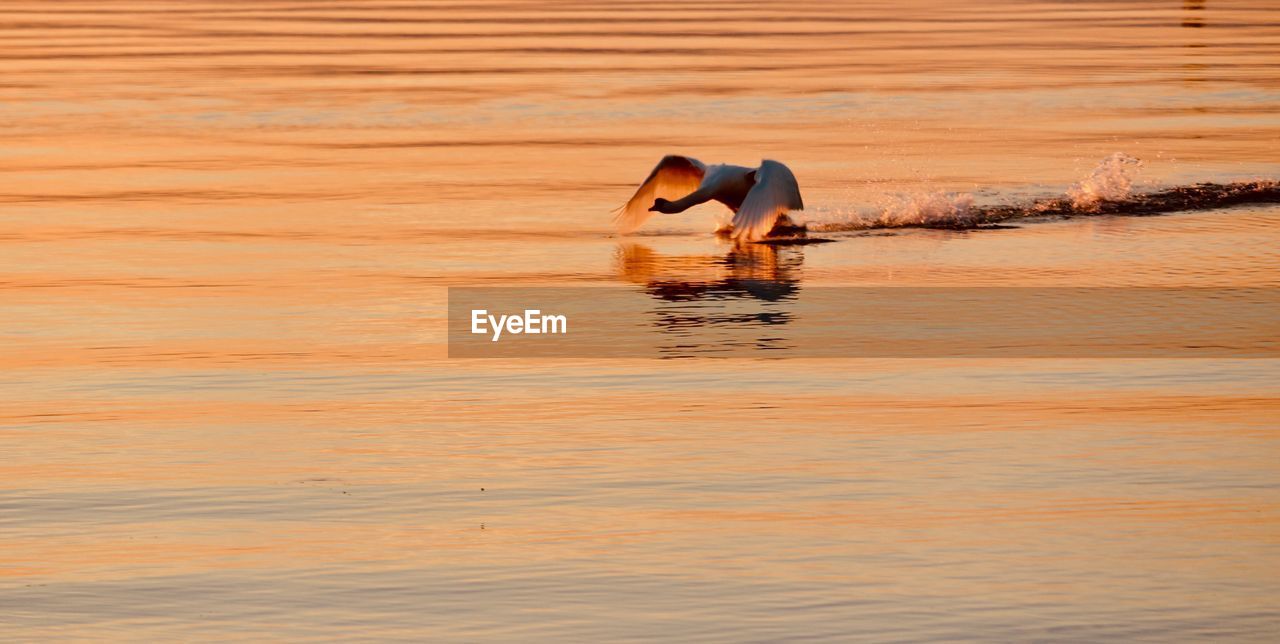 TWO DUCKS IN LAKE