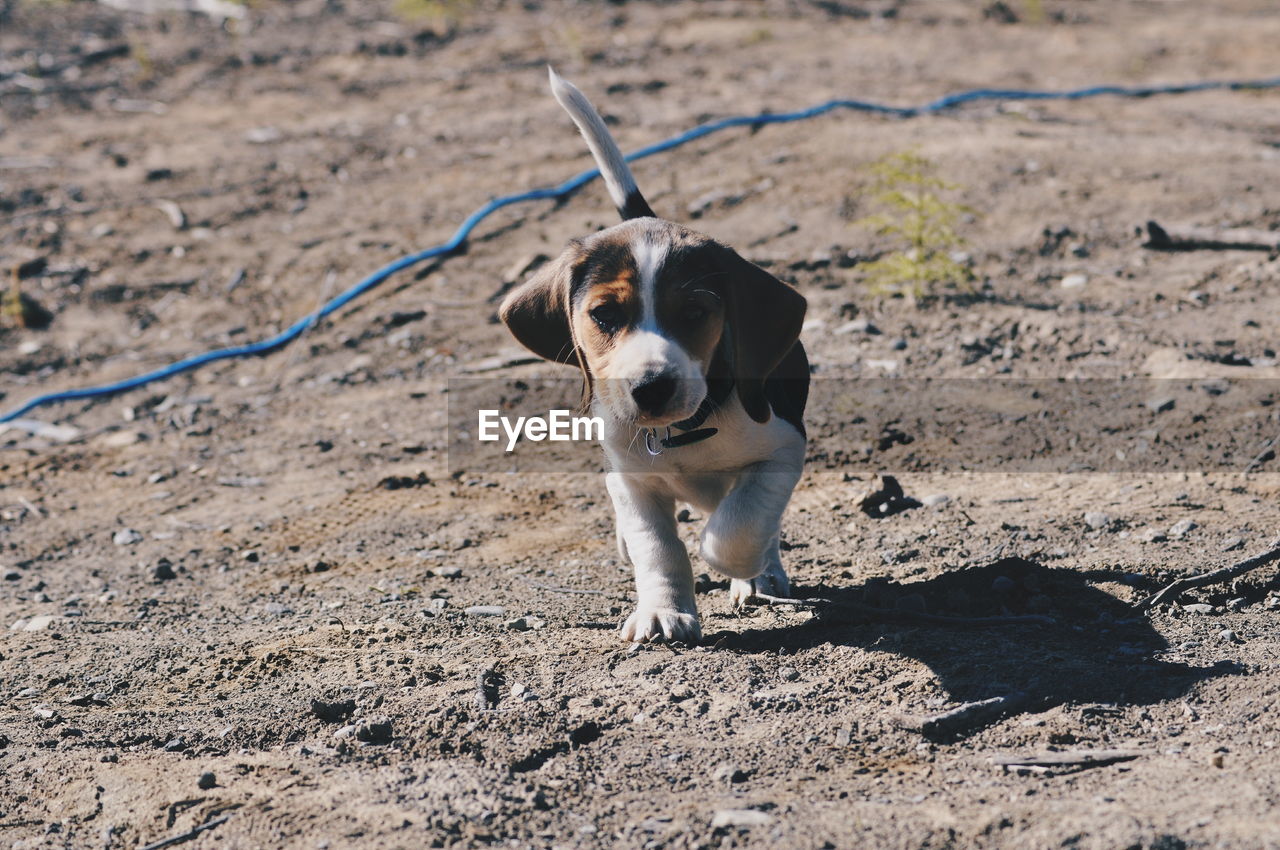 Close-up portrait of puppy walking on beach