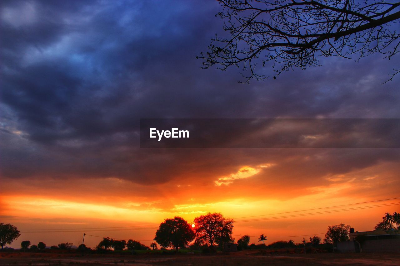 Silhouette of trees during sunset