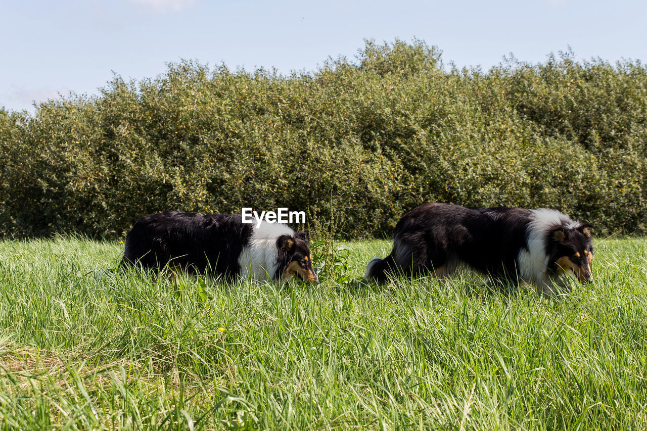 Cow grazing on grassy field