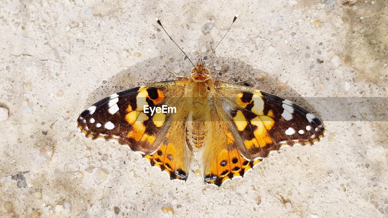HIGH ANGLE VIEW OF BUTTERFLY ON THE GROUND