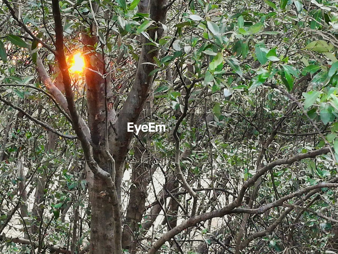 SUN SHINING THROUGH TREE