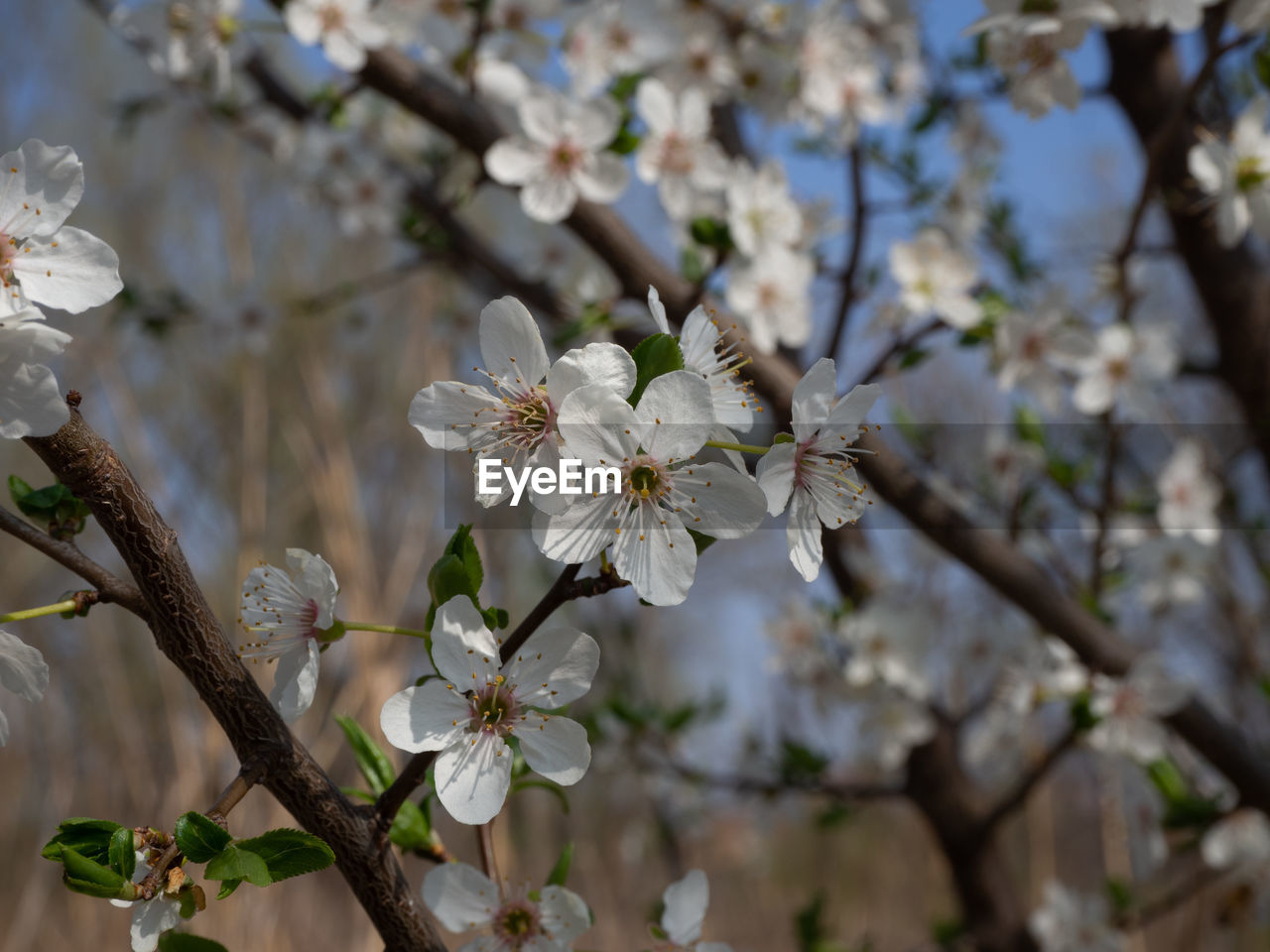 CLOSE-UP OF CHERRY BLOSSOM