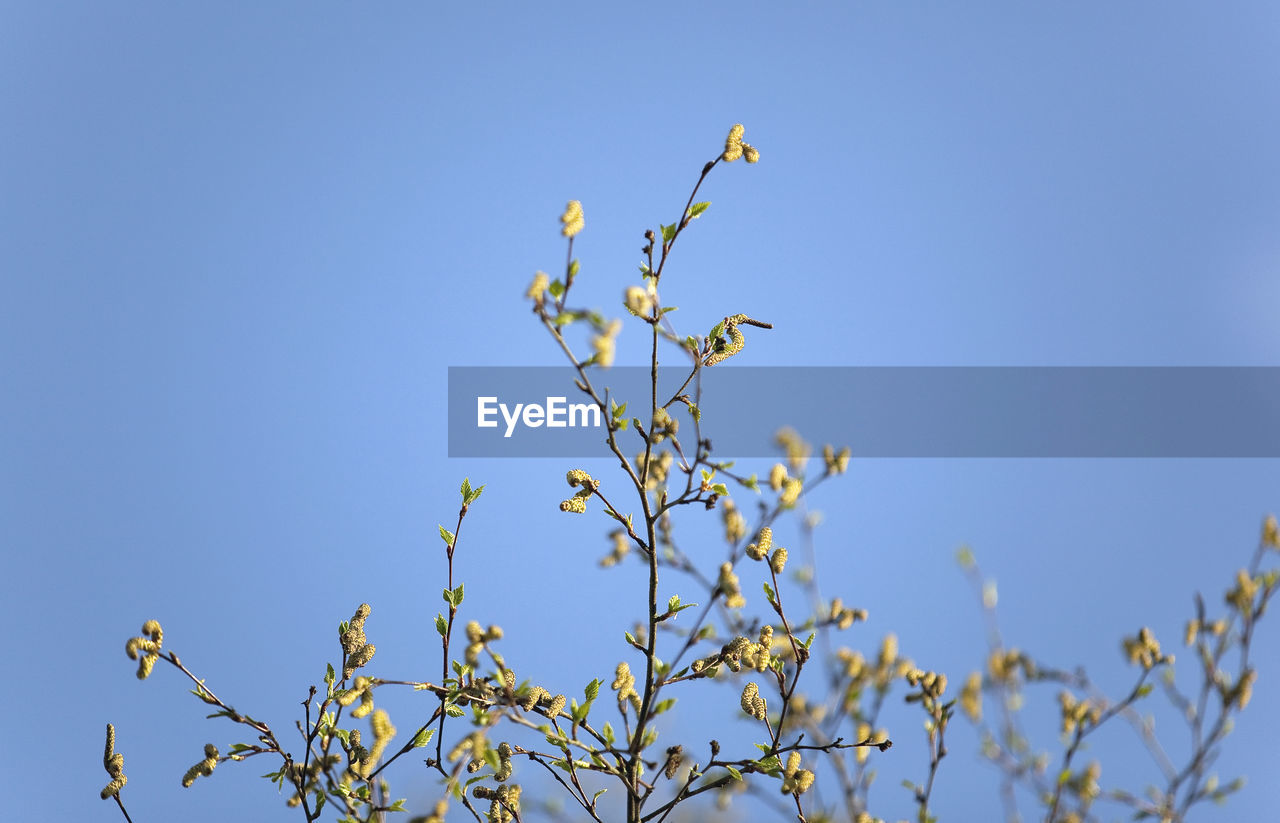 Low angle view of flowers against clear blue sky