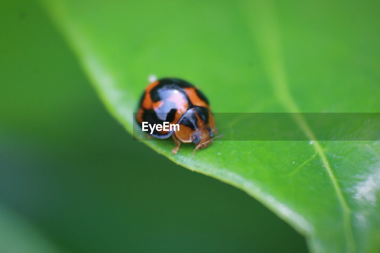 Close-up of ladybug on leaf