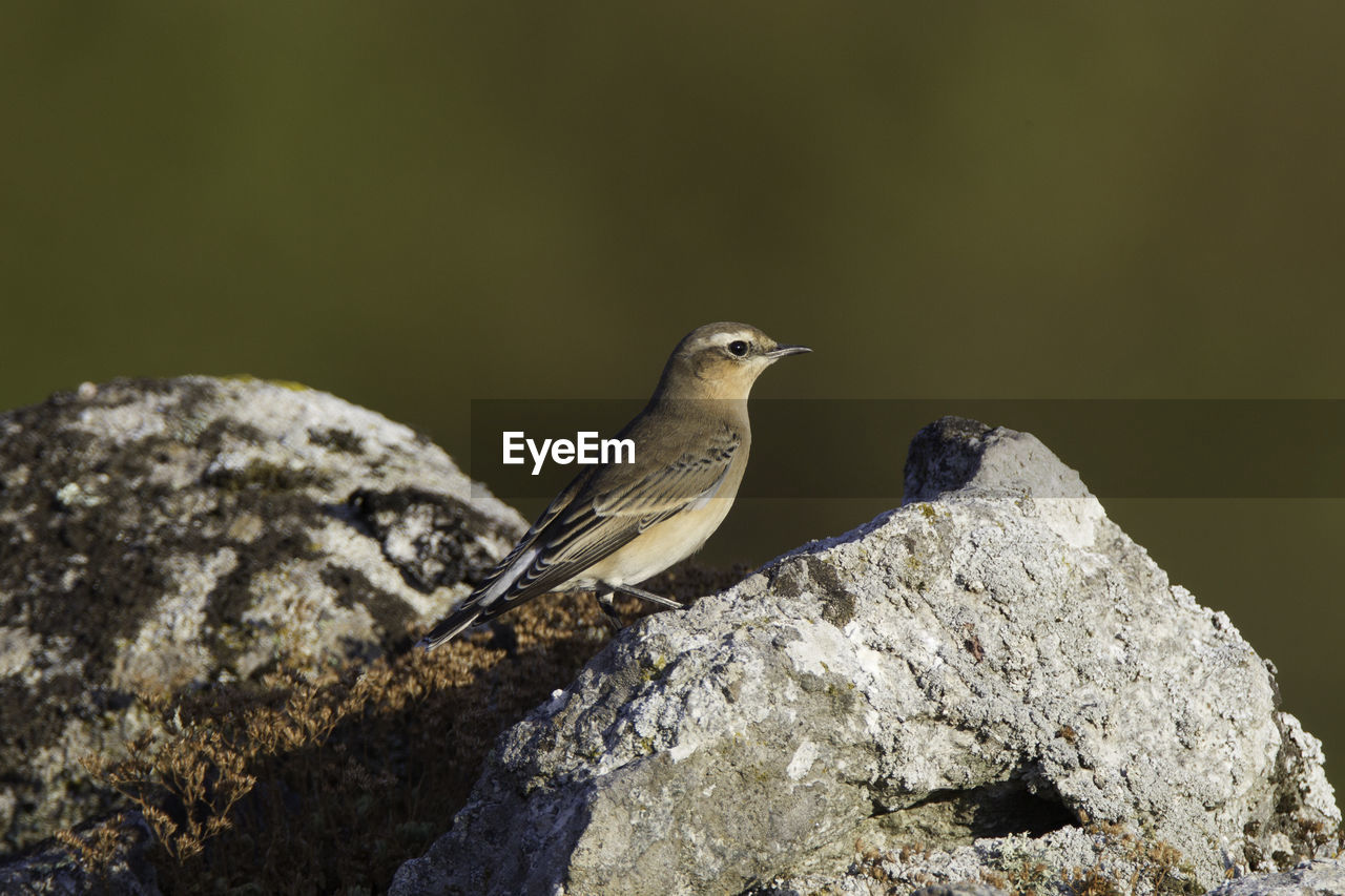 Close-up of bird perching on rock